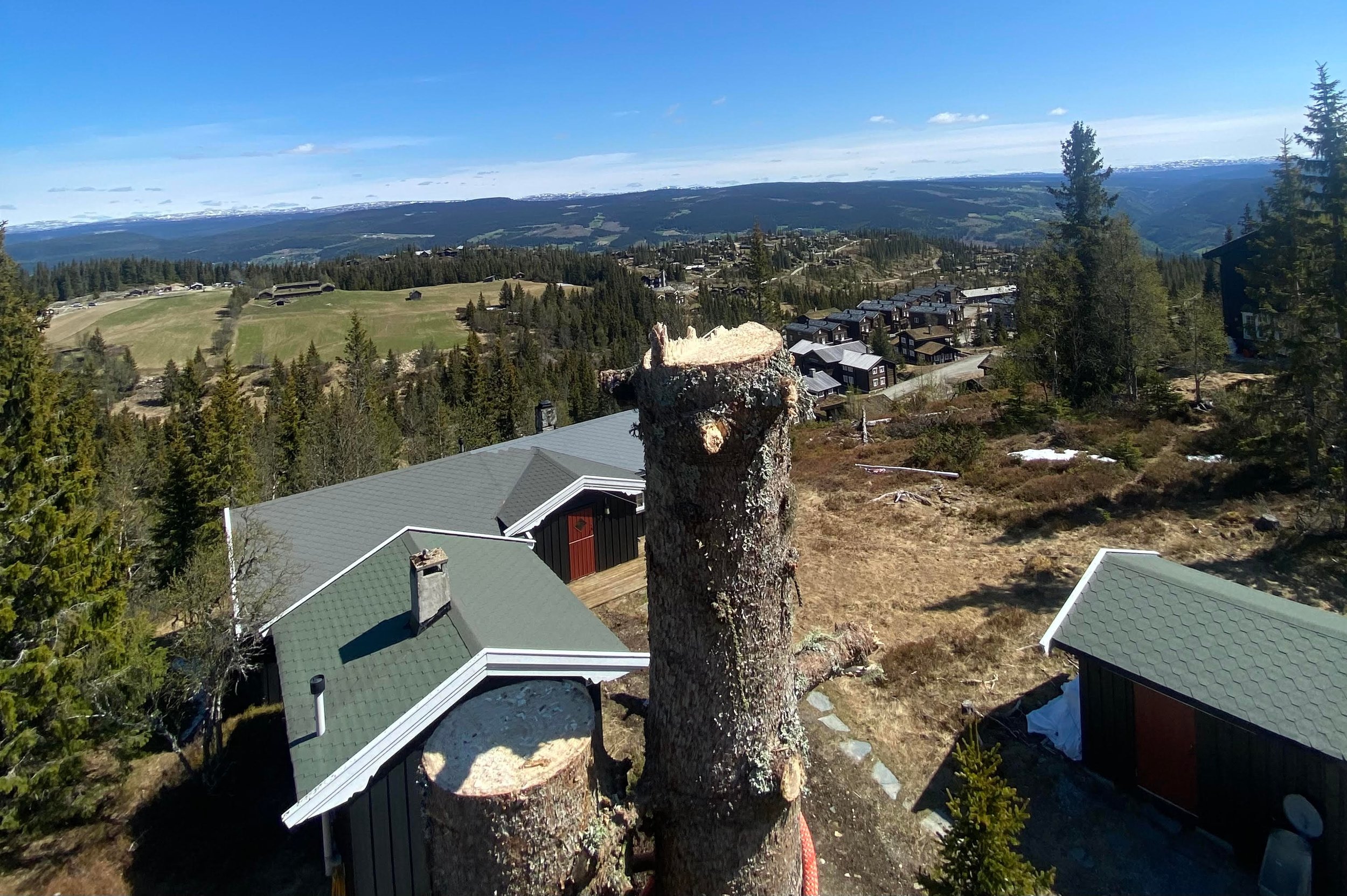 SOLO Trefelling — arbeid i Gjøvik